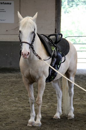 CanTRA Therapy Horse