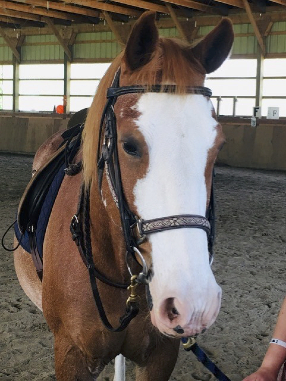 CanTRA Therapy Horse